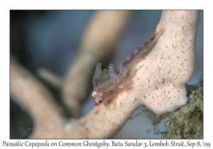 Parastic Copepods on Common Ghostgoby