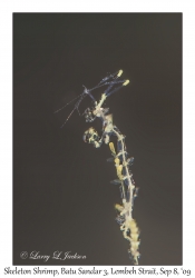 Skeleton Shrimp