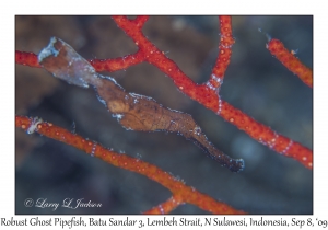 Robust Ghost Pipefish