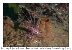 Red Lionfish