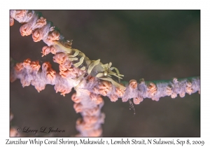 Zanzibar Whip Coral Shrimp