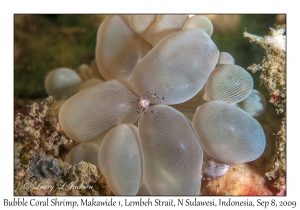 Bubble Coral Shrimp