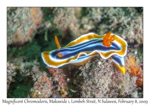 Magnificent Chromodoris