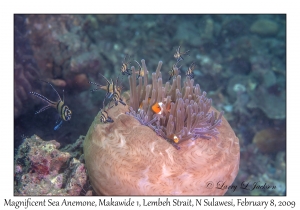 Magnificent Sea Anemone