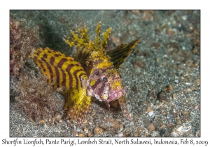 Shortfin Lionfish