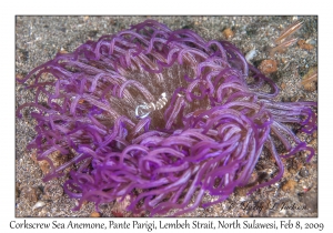 Corkscrew Sea Anemone