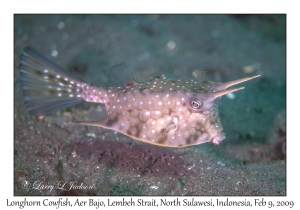 Longhorn Cowfish