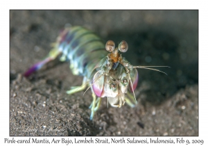 Pink-eared Mantis