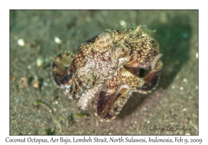 Coconut Octopus