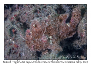 Painted Frogfish