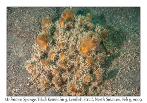 Unknown Sponge