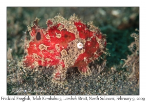 Frecked Frogfish