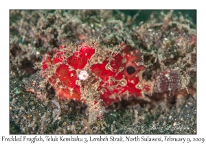 Freckled Frogfish