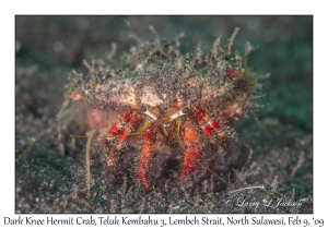 Dark Knee Hermit Crab