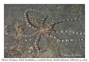 Mimic Octopus