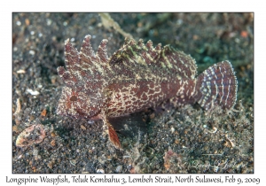 Longspine Waspfish