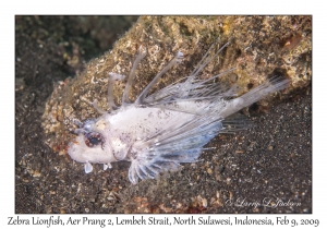 Zebra Lionfish