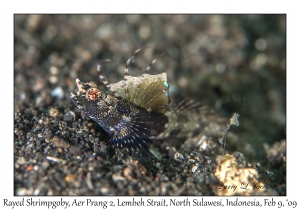 Rayed Shrimpgoby