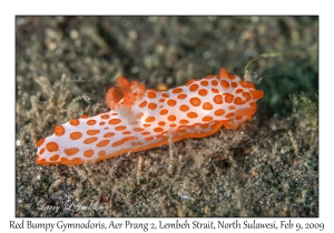 Red Bumpy Gymnodoris