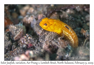 Solor Jawfish