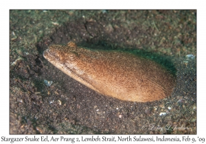 Stargazer Snake Eel