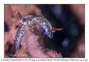 Colorful Hypselodoris