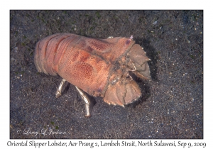 Oriental Slipper Lobster