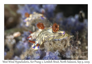 West Wind Hypselodoris