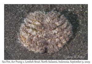 Sea Pen