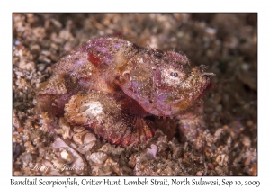 Bandtail Scorpionfish