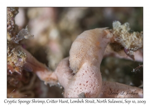 Cryptic Sponge Shrimp