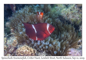 Spinecheek Anemonefish