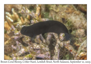 Brown Coral Blenny