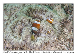 Clark's Anemonefish in Beaded Sea Anemone