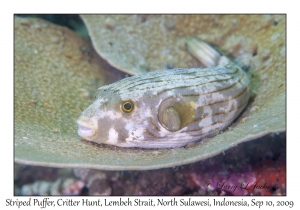 Striped Puffer