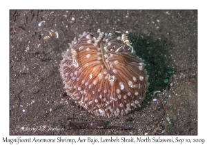 Magnificent Anemone Shrimp