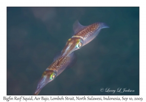 Bigfin Reef Squid