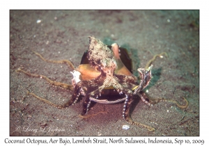 Coconut Octopus