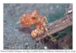 Poison Ocellate Octopus