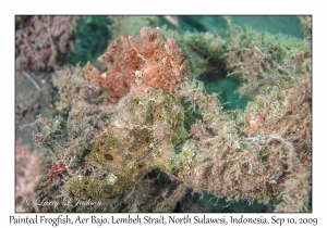 Painted Frogfish