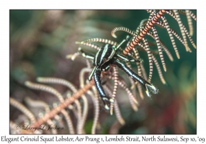 Elegant Crinoid Squat Lobster