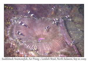 Saddleback Anemonefish