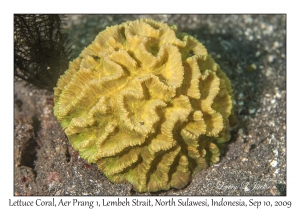 Lettuce Coral