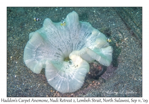 Haddon's Carpet Anemone