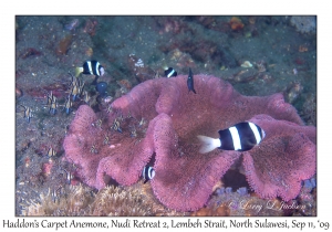 Haddon's Carpet Anemone