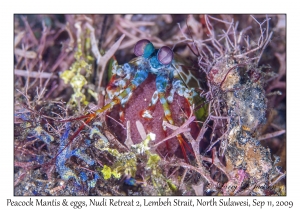 Peacock Mantis & eggs