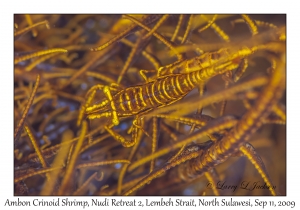 Ambon Crinoid Shrimp