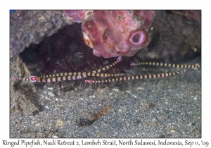 Ringed Pipefish