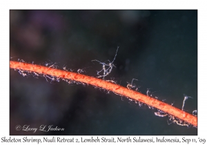 Skeleton Shrimp