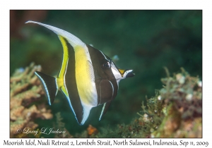 Moorish Idol